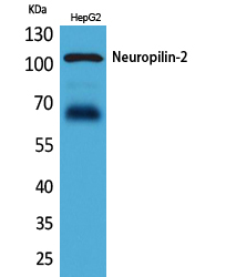 Neuropilin 2