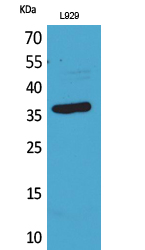 CD300LG