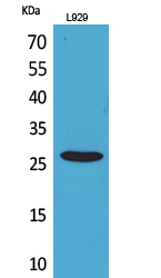 CD159a/c