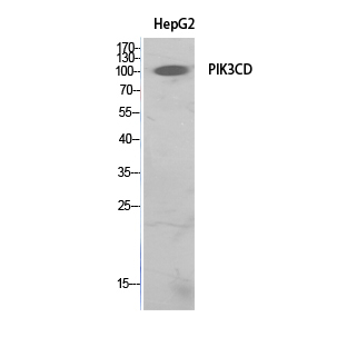 PI3 Kinase p110 delta