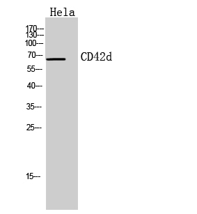 CD42d