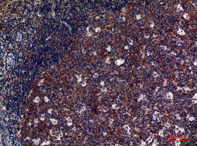 Rabbit Polyclonal Antibody to CD42d