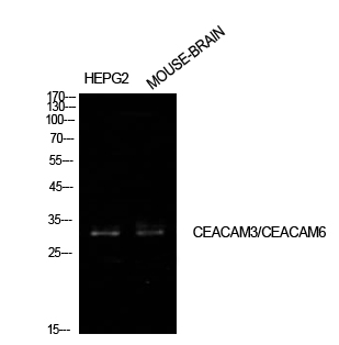 CEACAM6
