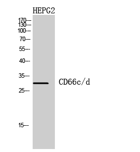 Rabbit Polyclonal Antibody to CEACAM6