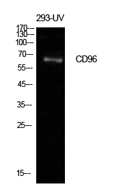 CD96