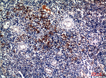 Rabbit Polyclonal Antibody to Syndecan 1