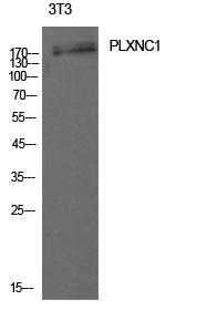 CD232