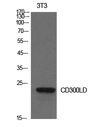 CD300d