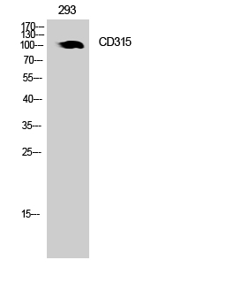 CD315