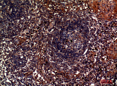 Rabbit Polyclonal Antibody to CD179b