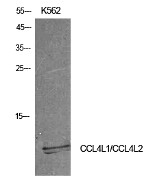 CCL4L