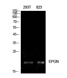 Epigen