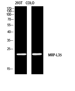 MRPL35