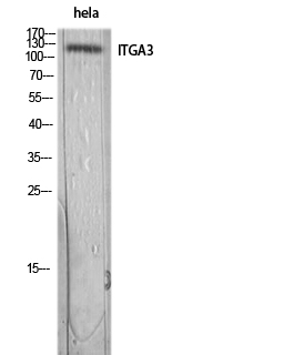 Integrin alpha 3