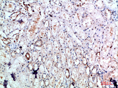 Rabbit Polyclonal Antibody to DLEU7