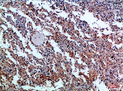 CD42c