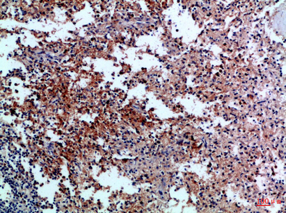 Rabbit Polyclonal Antibody to CD42c