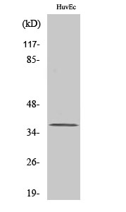 ZFP36L1