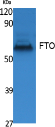 FTO