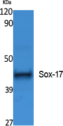 SOX17