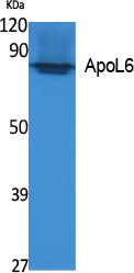 ApoL6