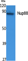 NUP88
