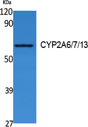 Cytochrome P450 2A6/7/13