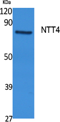 NTT4