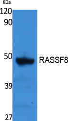 RASSF8