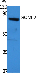 SCML2