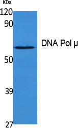 DNA Polymerase mu