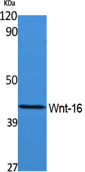 Wnt16