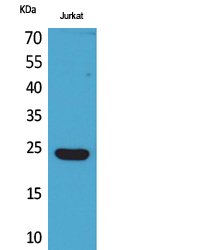 Interferon epsilon