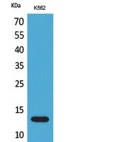 Lymphotactin