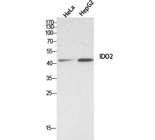 IDO 2