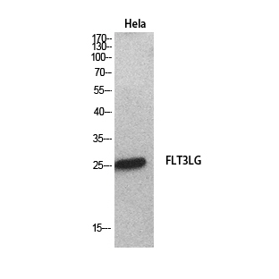 Flt3 Ligand