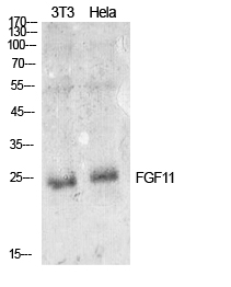 FGF11