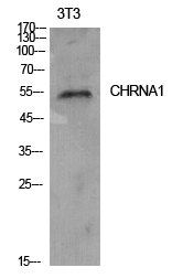 AChR alpha1