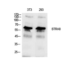 STRA8