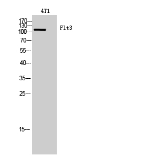 CD135
