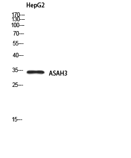 ASAH3