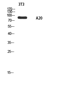 ANKRD20A1