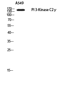 PI3 Kinase C2 gamma