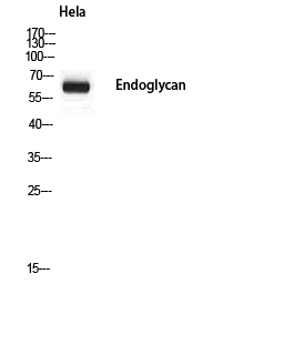 Endoglycan