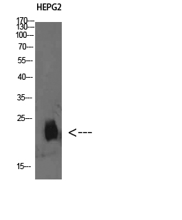 Plasminogen Receptor