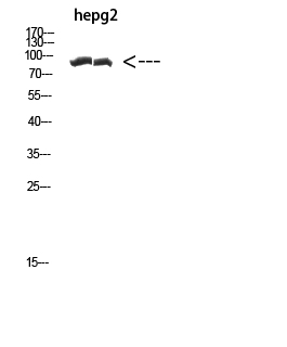Cactin
