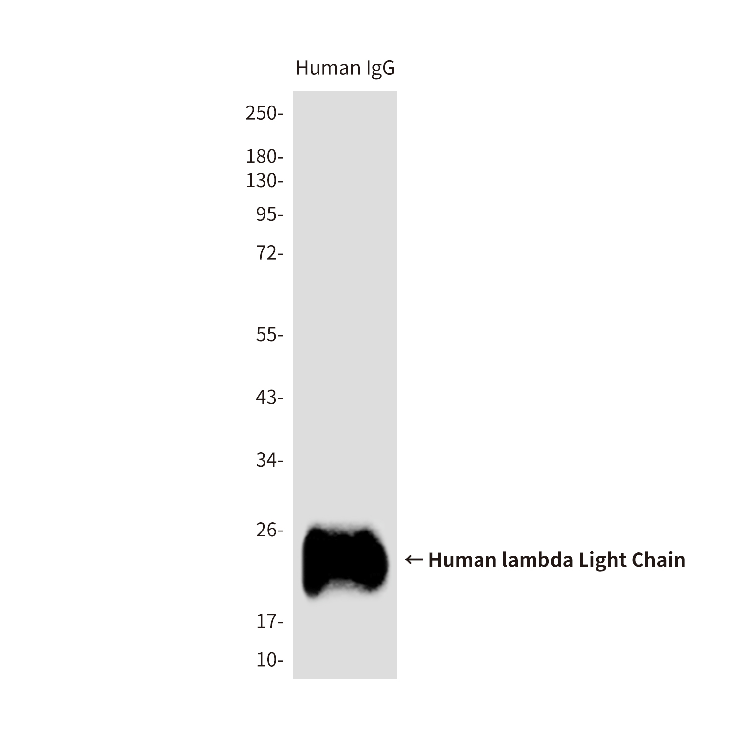 Human lambda Light Chain