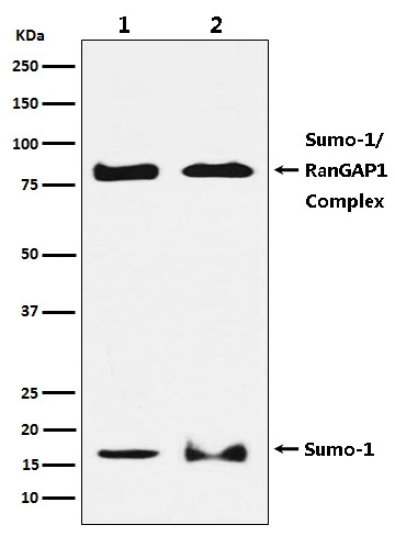 SUMO1