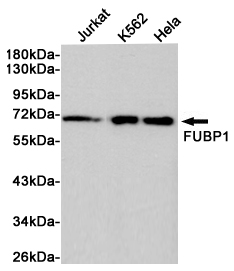 FUBP1