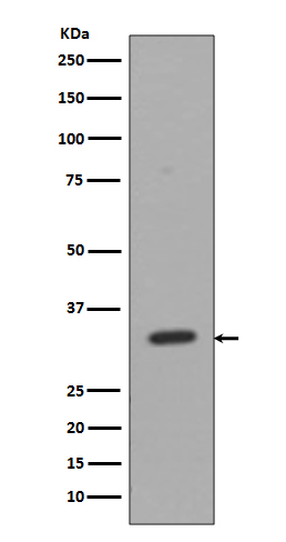 CD8 alpha